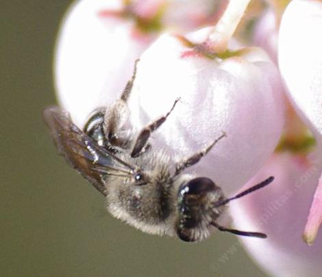 A Mining Bee, Andrena, on an Arctostaphylos Ian Bush. - grid24_12