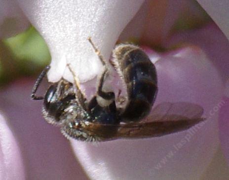 Lasioglossum, Sweat bee, on Arctostaphylos Ian Bush - grid24_12