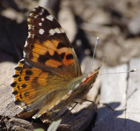 Vanessa cardui , Painted Lady in January probably just after  emerging, wing open - grid24_12