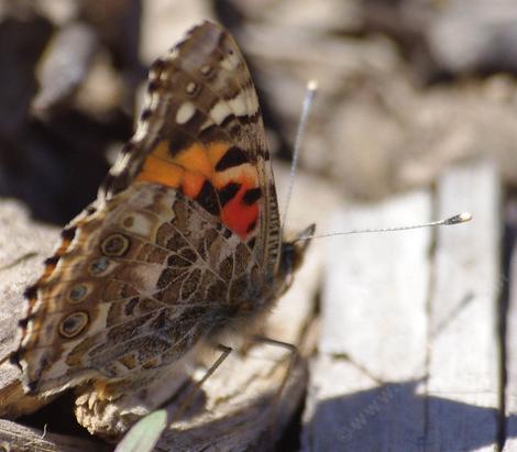 Vanessa cardui , Painted Lady in January probably just after  emerging, side view. - grid24_12