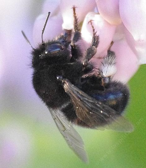 A Digger Bee, anthophora pacifica  on a Arctostaphylos Ian Bush manzanita. - grid24_12
