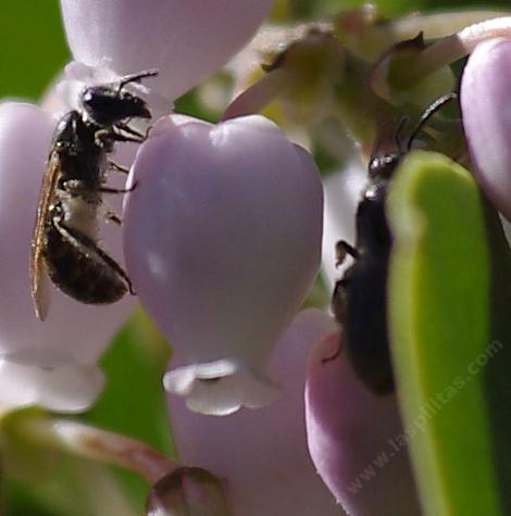 Lasioglossum, subgenus Dialictus on Ian Bush Manzanita, Arctostaphylos - grid24_12