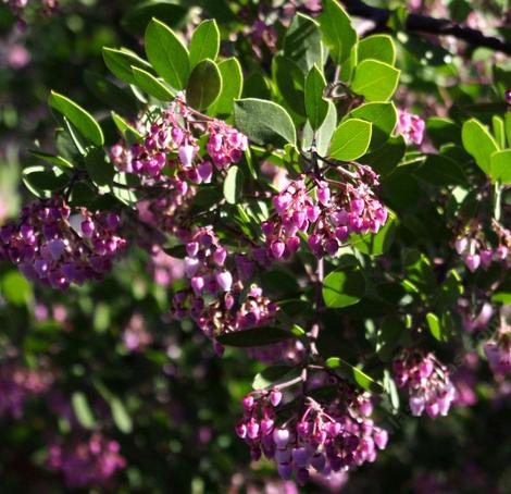 Wow! The color is amazing on the Baby Bear manzanita. - grid24_12