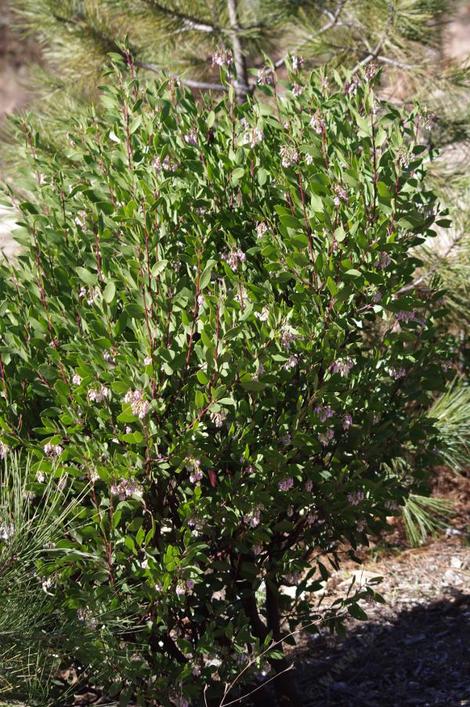 Arctostaphylos patula in the ground in Santa margarita. Greenleaf manzanita becomes a nice 6 foot bush where the snow doesn't crush it. - grid24_12
