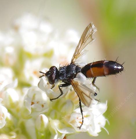 Cylindromyia is a Parasitic Fly that is commonly called a Tachinid fly, It preys on  True bugs (Heteroptera). - grid24_12