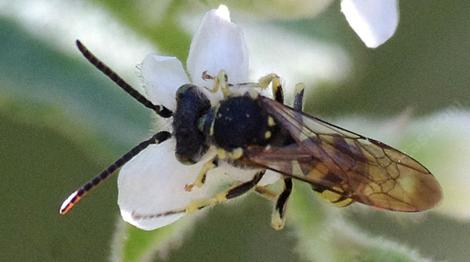 Nomada, Cuckoo bees are Clepto-parasites. They lay their eggs in other native bee nests. Then eat the food and young of other bees. - grid24_12