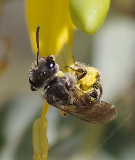 Sweat Bee, Halictini on Isomeris Arboreus - grid24_12
