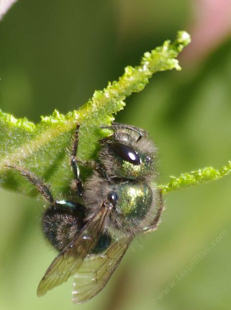 An Osmia, Mason Bee, Leaf cutter bee in action working on an Arctostaphylos stanfordiana. - grid24_12