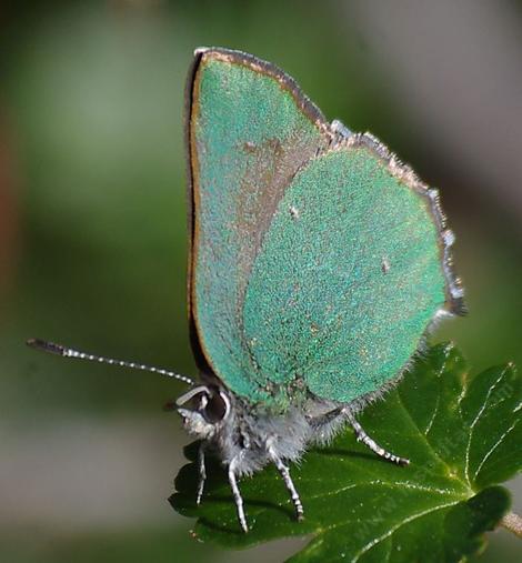 Bramble Hairstreak, Callophrys dumetorum on a Ribes Californicum leaf. - grid24_12