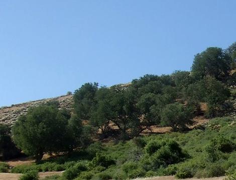 A Quercus alvordiana woodland in the Temblor range. The trees are about 30 ft tall and wide.. - grid24_12