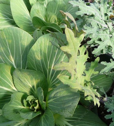 The flat of vegetables before they were planted out. In a city balcony you could grow these. - grid24_12