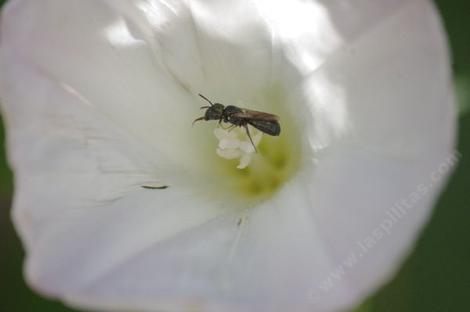 Andrena bee on Calystegia macrostegia. These small little bees are very efficient native.pollinators.  - grid24_12