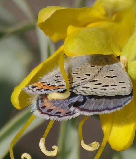 Acmon Blue butterfly on Isomeris - grid24_12