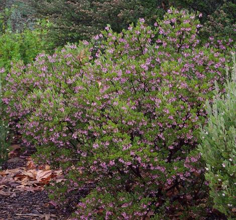 Arctostaphylos stanfordiana bakeri, Louis Edmunds Manzanita can be very showy,  particularly as a hedge or specimen. - grid24_12