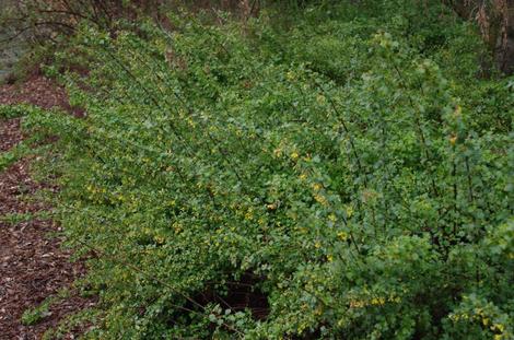 Golden Currant, Ribes aureum gracillimum as groundcover - grid24_12