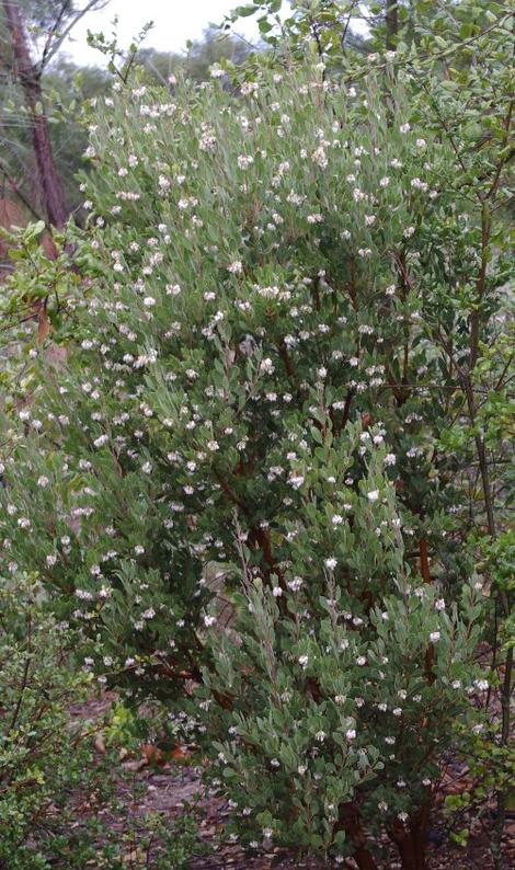 Pointleaf Manzanita and Mexican Manzanita.,  Arctostaphylos pungens - grid24_12