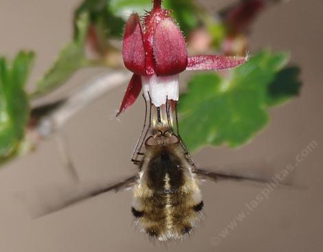 Beefly on Ribes caliofornicum - Bombylius major - grid24_12