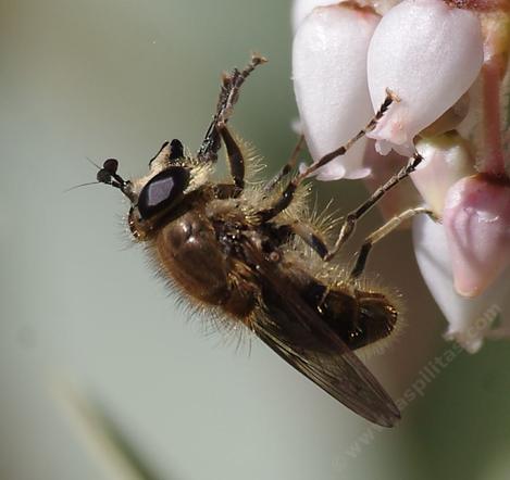 Brachypalpus(A Syrphid fly (Syrphidae))  on Arctostaphylos mariposa - grid24_12