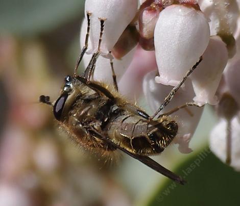 Criorhina(A Syrphid fly (Syrphidae)) on Arctostaphylos mariposa - grid24_12