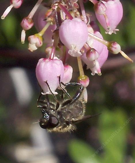 Criorhina fly on Arctostaphylos 'Baby Bear' manzanita - grid24_12
