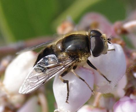 Eristalis on Arctostaphylos Austin Griffith - grid24_12