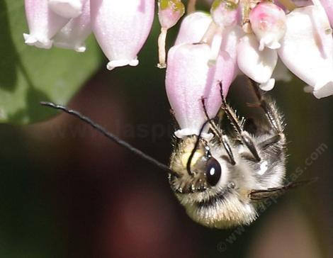 Eucera Subgenus Synhalonia) a Long Horned bee on Arctostaphylos stanfordiana - grid24_12