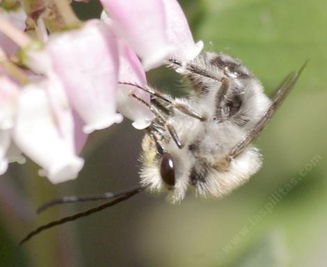 Long-horned beesof the tribe  (Eucerini) genus Eucera Subgenus Synhalonia on Arctostaphylos stanfordiana - grid24_12