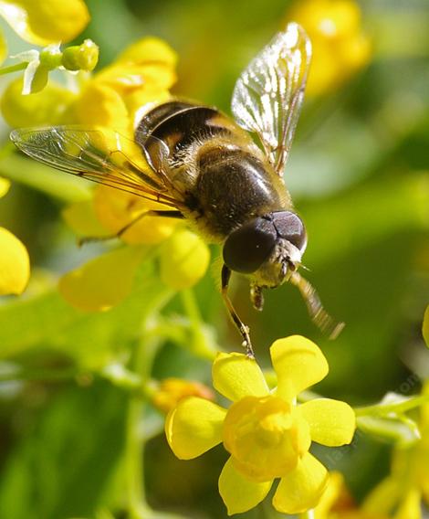 Syrphid fly on Mahonia nevinii - grid24_12