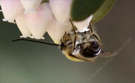 Long Horned Bee on Arctostaphylos pungens - grid24_12