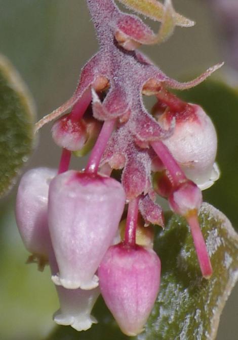 Here are some flowers of Arctostaphylos rudis, Shag bark manzanita - grid24_12