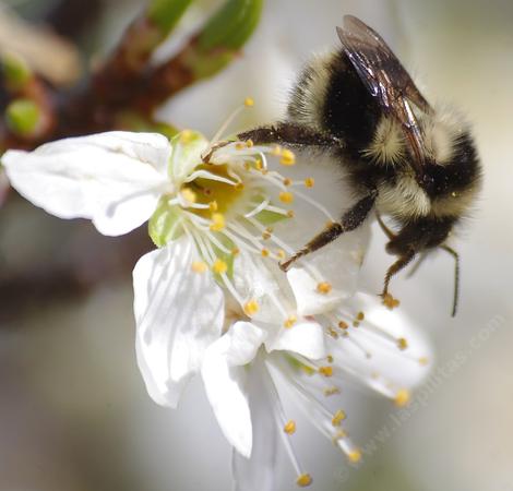 This Bombus melanopygus edwardsii was working a Plum flower. - grid24_12