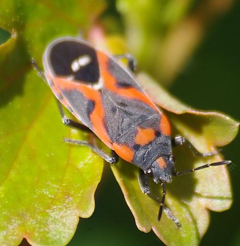 Small Milkweed Bug (Lygaeus kalmii) - grid24_12