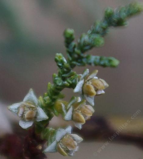 Here are the ancient flowers of Cypress - grid24_12 Here are the ancient flowers of Cypress - grid24_12