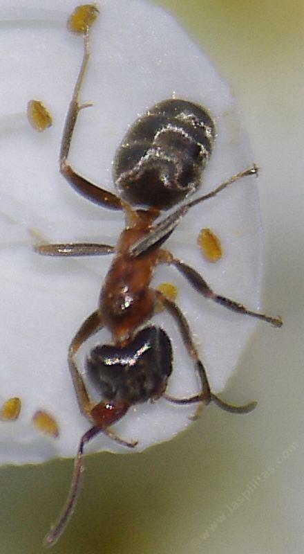 California velvety tree ant
Liometopum occidentale - grid24_12 California velvety tree ant
Liometopum occidentale - grid24_12