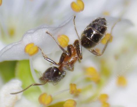 Liometopum occidentale - Velvety Tree Ant - grid24_12