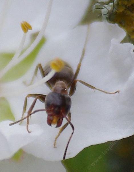 Liometopum occidentale - California Velvety Tree Ant - grid24_12