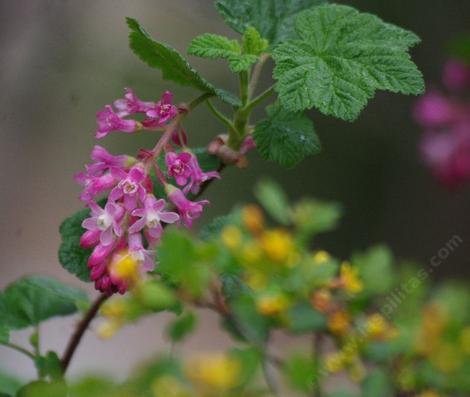 Ribes sanguineum glutinosum, Pink-Flowered Currant (wetter spot) mixed with Golden Currant,  Ribes aureum gracillimum (drier spot). - grid24_12