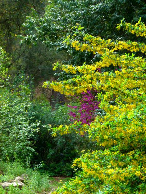 Ribes sanguineum glutinosum, Pink-Flowered Currant (wetter spot) mixed with Golden Currant,  Ribes aureum gracillimum (drier spot). - grid24_12