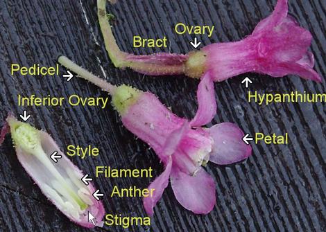 Here are most of the parts of a Ribes sanguineum glutinosum - grid24_12