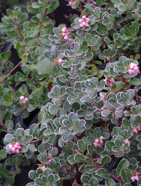 Arctostaphylos uva-ursi  'Point Reyes' makes a small mounding ground cover that can gradually extend to many feet across and only a few inches high. This ground cover LOVES beach sand. - grid24_12