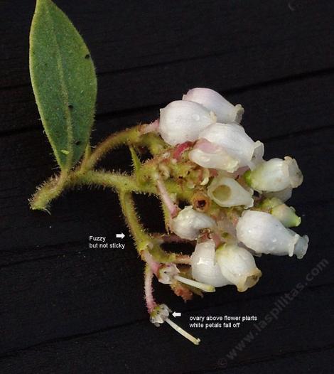 The flowers of  Arctostaphylos glandulosa adamsii - grid24_12