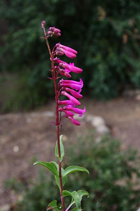 Cleveland penstemon has hot pinkish red flowers. - grid24_12