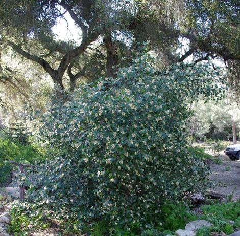 Rhus ovata, Sugar Bush in the garden. What a great hedge plant. Although it is sometimes called flammable, it is less flammable than most commonly watered garden shrubs, and it needs no water in most of Southern California, in particular Los Angeles. - grid24_12