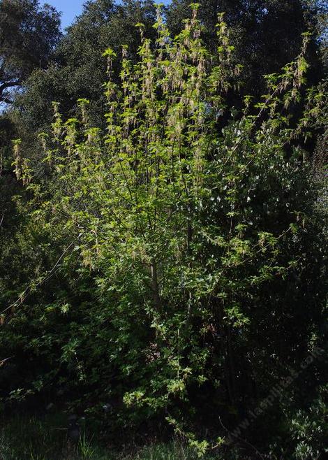 This Box Elder has nice flowers, clean foliage and a rapid growth into a small tree.
