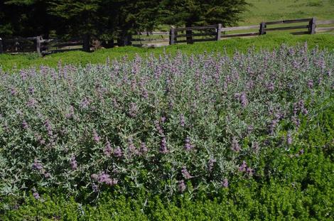 Salvia Pt. Sal on a coastal bluff by Cambria. This is an excellent ground cover for those areas with salt spray from the ocean. But it also grows fine inland. - grid24_12