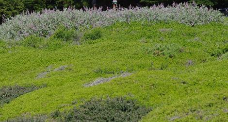 Ceanothus maritimus in foreground, Salvia Pt. Sal in background, and Baccharis Pigeon Point  in the rest of the picture. This ground cover has been in place for 30 years. It gets mowed to the ground about every 10 years and has had no water except at planting. - grid24_12