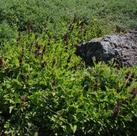 Hummingbird Sage  with no water and about 20 years old. in full coastal bluff conditions. The salt spray can feel like bullets. - grid24_12