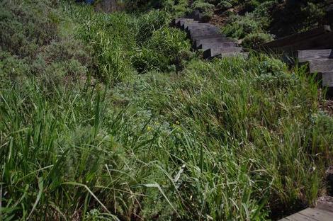 Giant Rye, Elymus condensatus - grid24_12