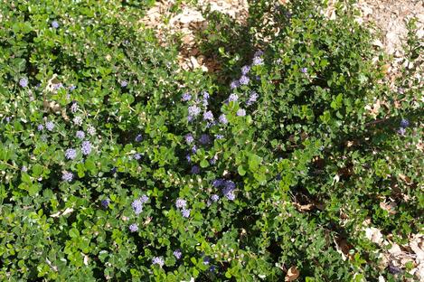 Ceanothus prostratus is a moundy ground cover  with blue flowers. - grid24_12