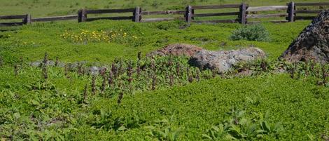 A mixture of Baccarhis Pigeion Point, Salvia spathacea and Encelia California on a coastal bluff. - grid24_12